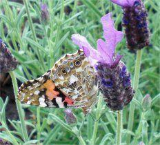 Schmetterling