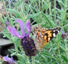 Schmetterling